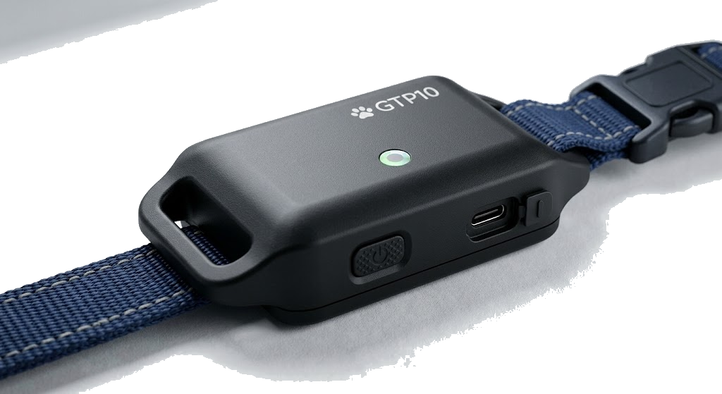 GTP10 pet GPS tracker on a collar